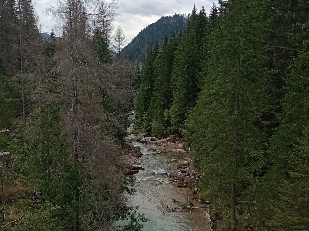 Parco Paneveggio - Pale di San Martino-普雷达佐必去景点