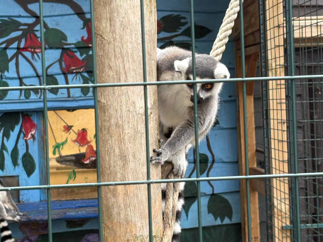 Jungle Cat World Wildlife Park-Orono必去景点