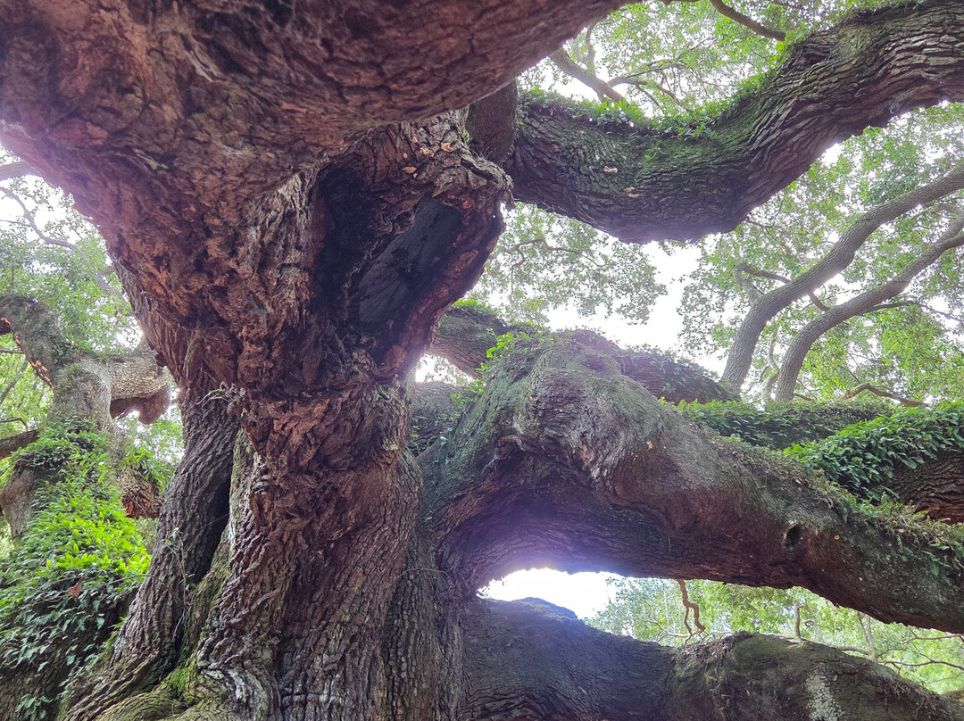 Angel Oak Tree-Johns Island必去景点