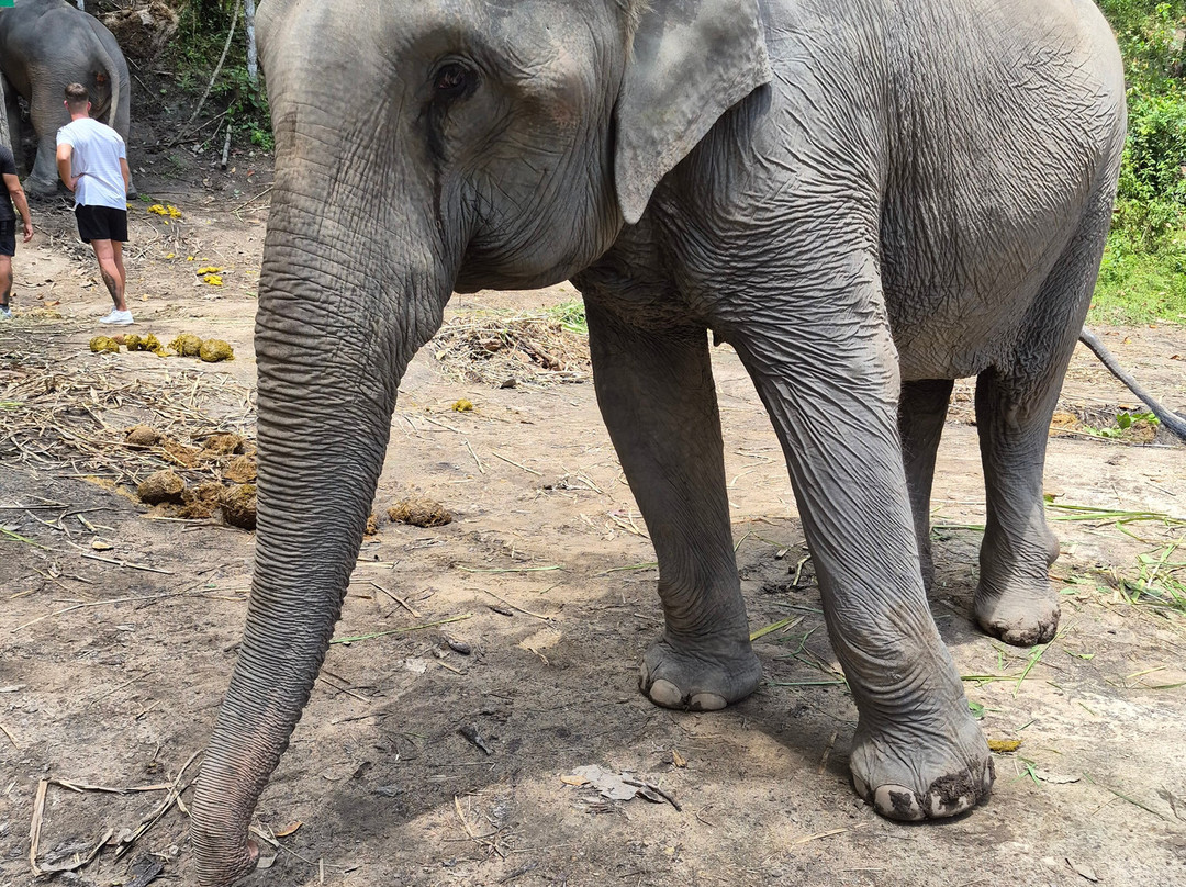 Pon Elephant Thailand-清迈必去景点