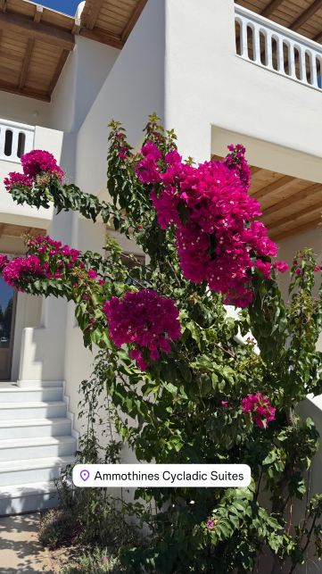 Ammothines Cycladic Suites-旅行者