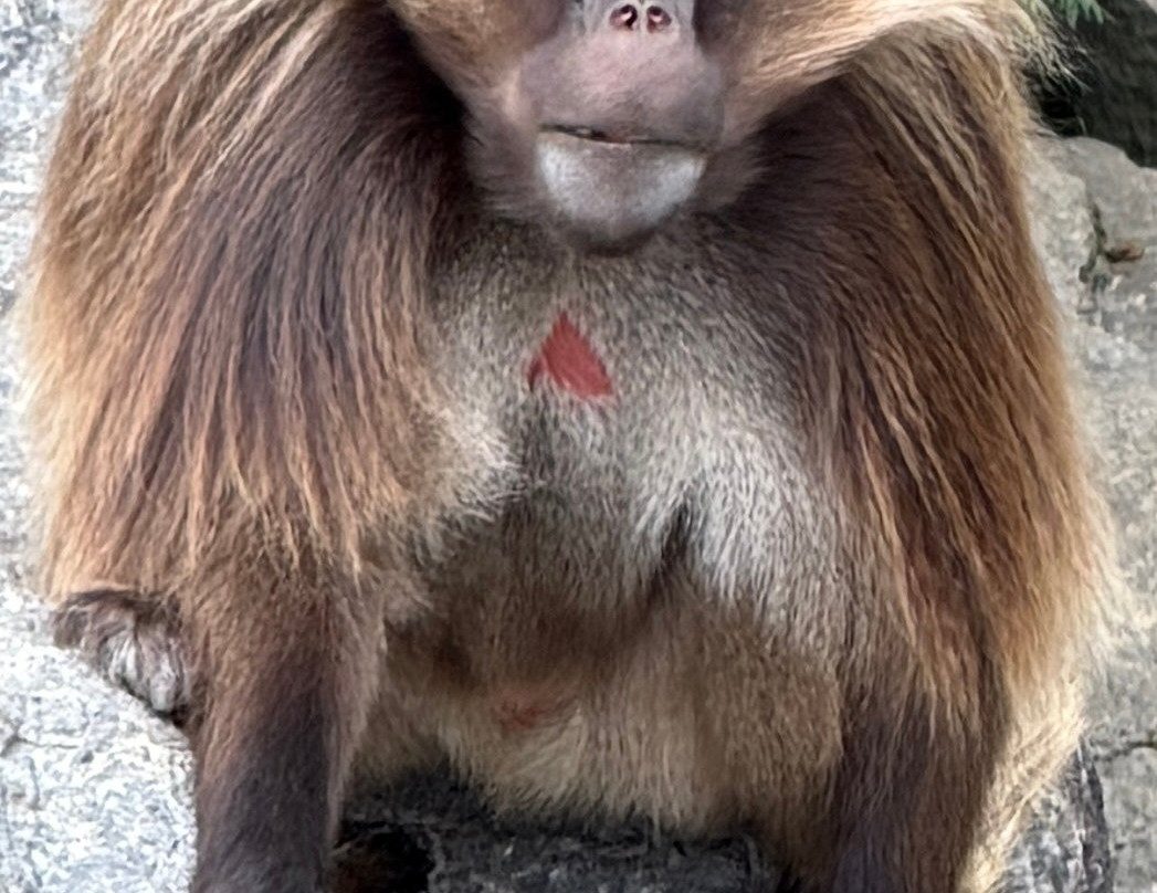 Zoo Sauvage of Saint-Felicien-Saint-Felicien必去景点