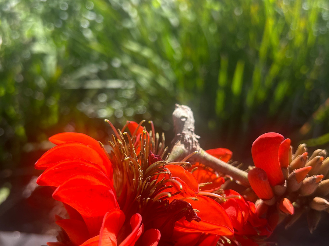 绿点公园及生物多样性花园-开普敦中心区必去景点