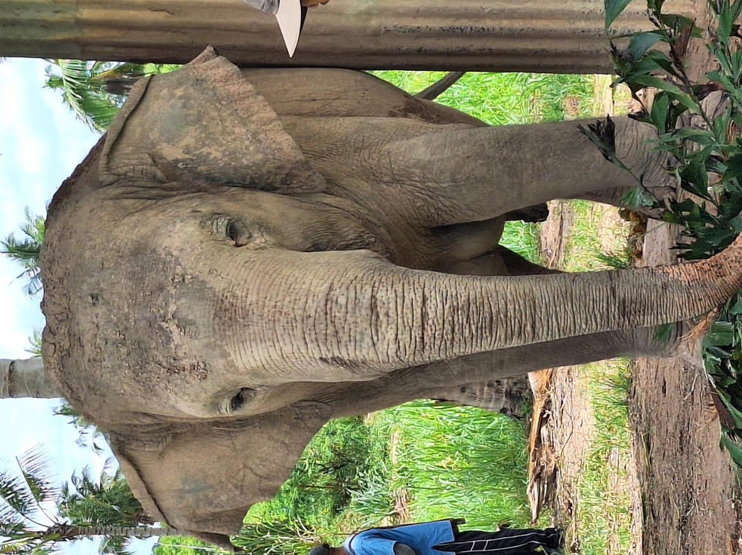 Living Green Elephant Sanctuary-清迈必去景点