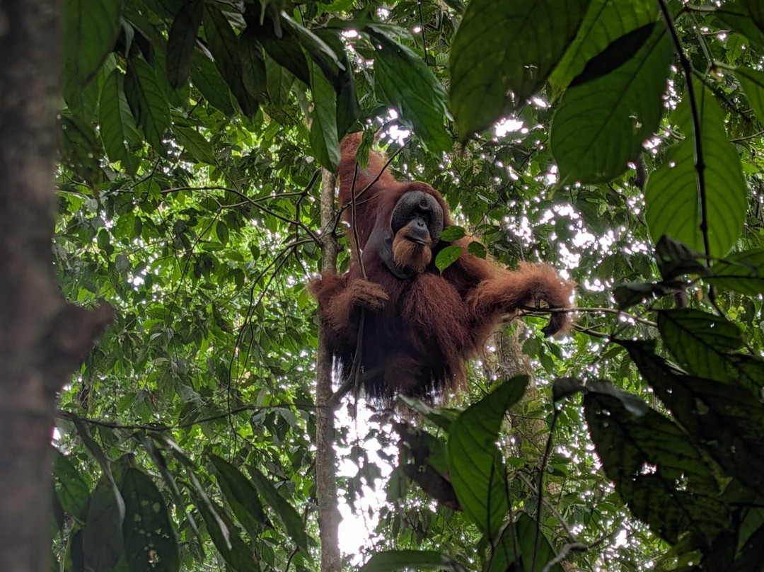 Bukit Lawang Trekking-武吉拉旺必去景点