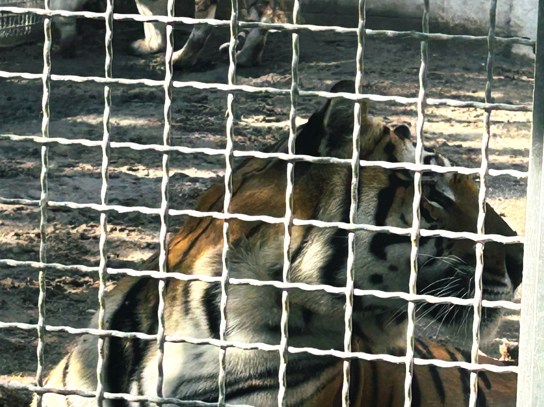 Tiger Experience-Campolongo Maggiore必去景点