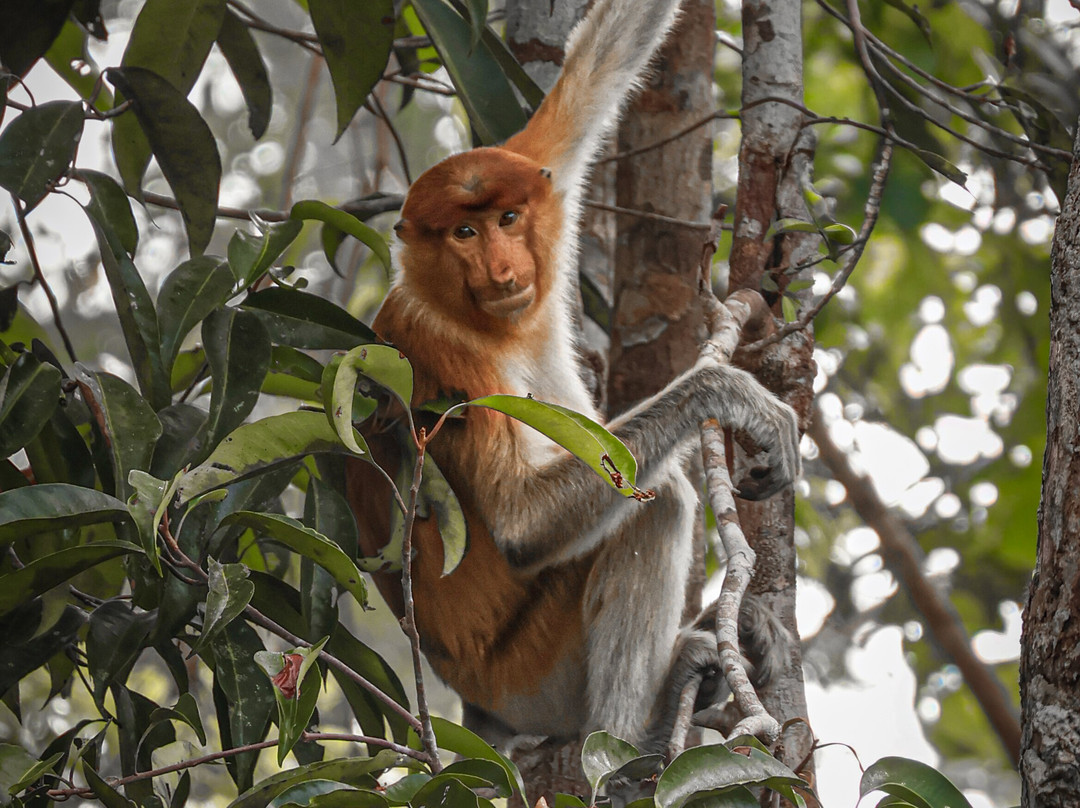 Tanjung Puting Borneo Tour-Pangkalan Bun必去景点
