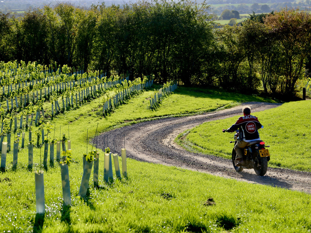 Latitude 51 Vineyards-Calne必去景点