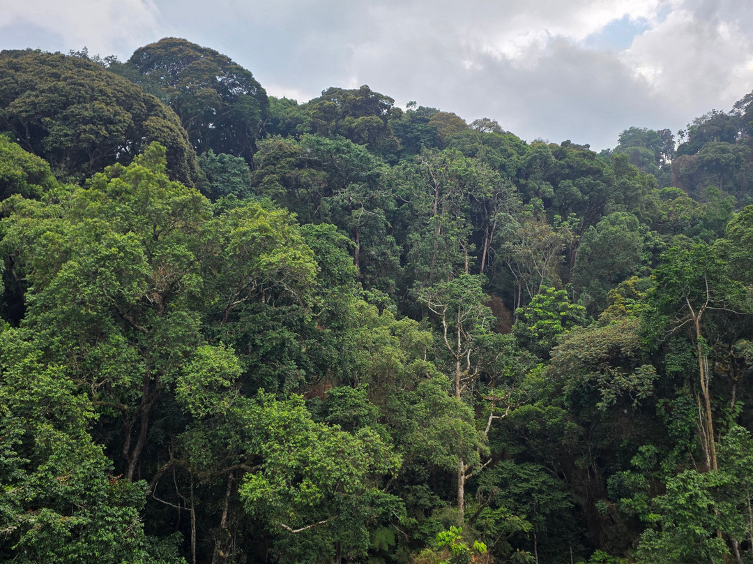 Nyungwe Canopy Walk-Butare必去景点