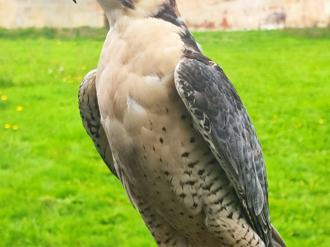 Bird of Prey Experiences - Hawkeye Falconry UK-Thoresby必去景点
