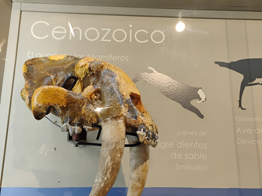 Museo Paleontologico-科洛尼亚·德尔萨克拉门托城必去景点