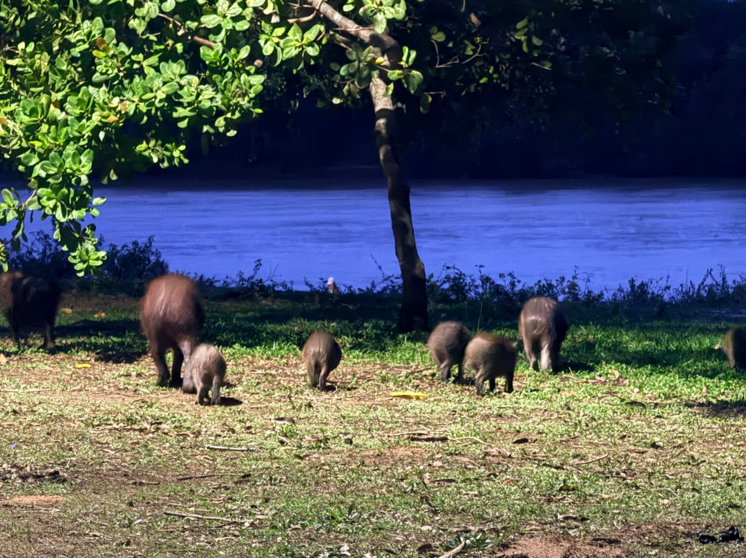 Pantanal Jaguar Safaris-Chapada dos Guimaraes必去景点