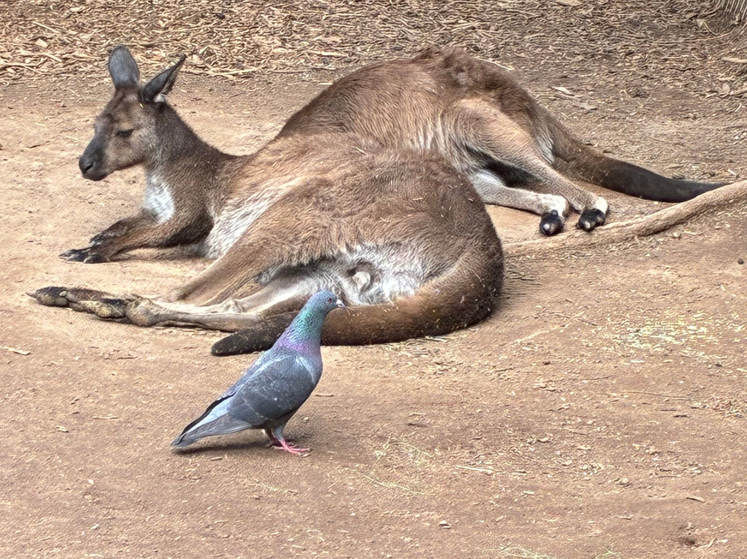 Featherdale Sydney Wildlife Park-Doonside必去景点