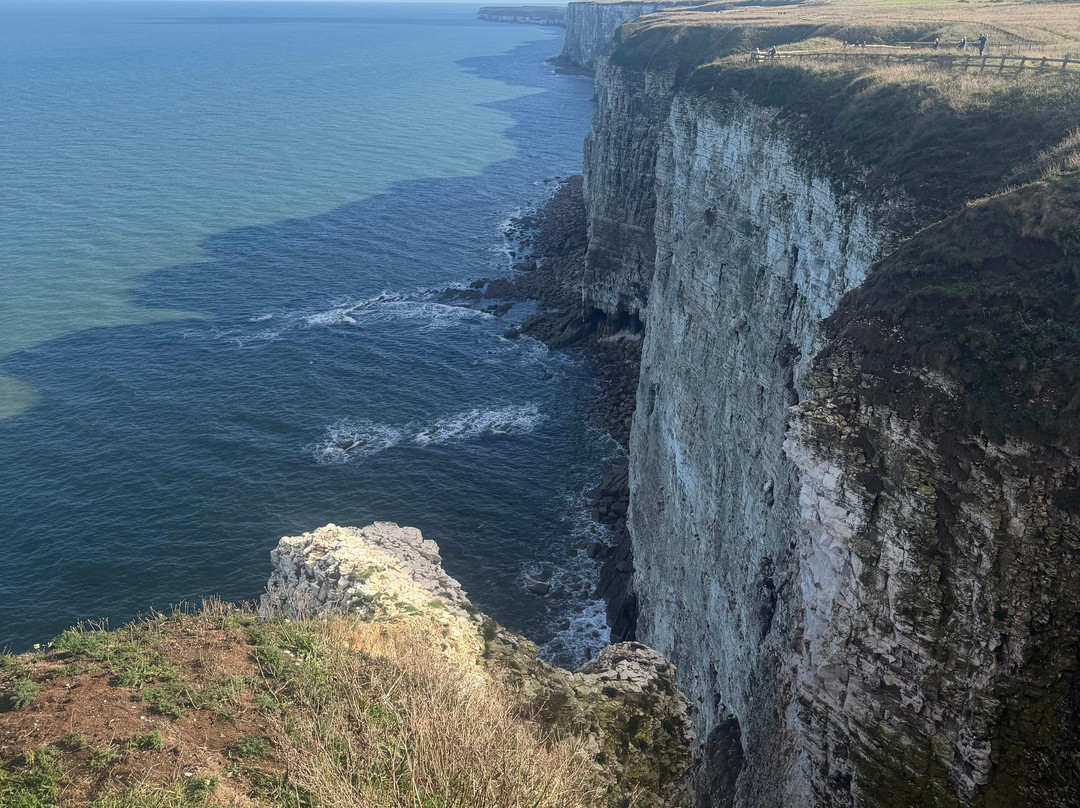 RSPB Bempton Cliffs-Bempton必去景点