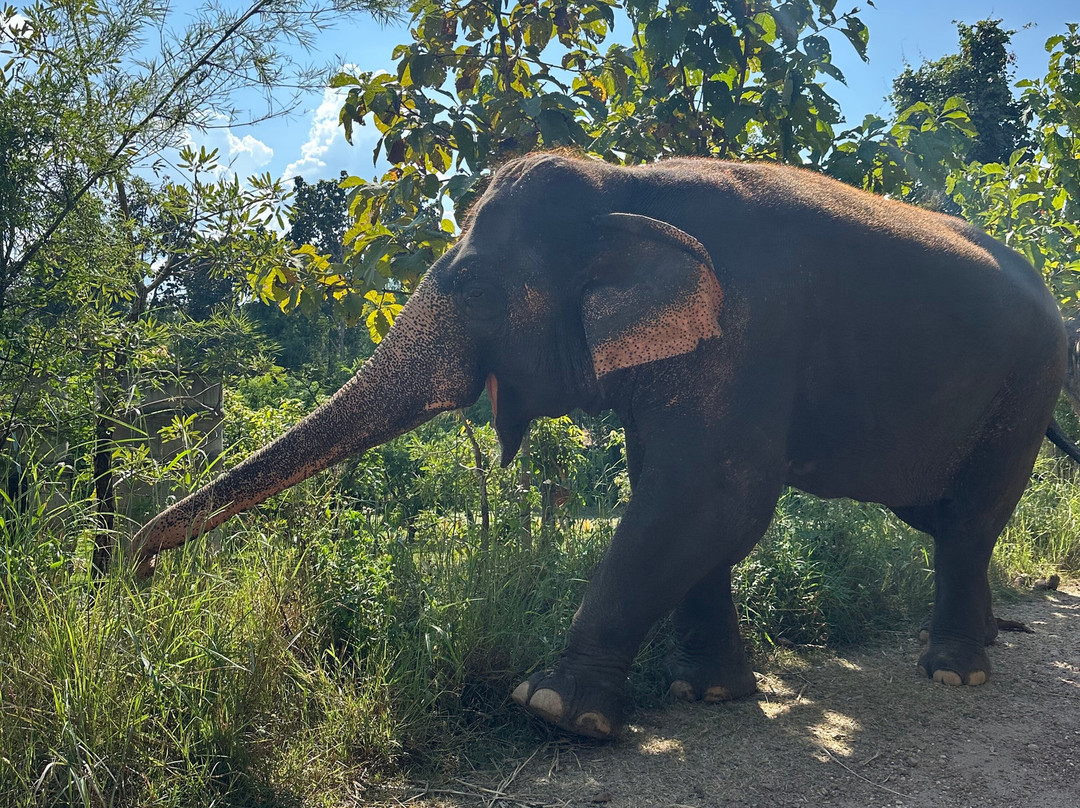 Maerim Elephant Sanctuary-夜林必去景点