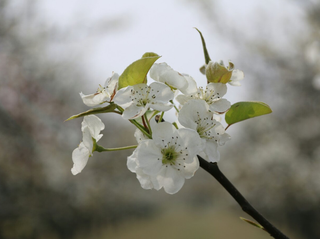 宁陵县旅游攻略图片