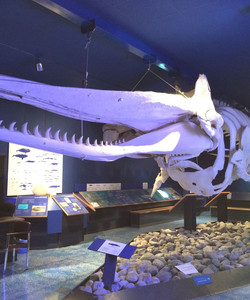 Natural History Museum景点门票图片