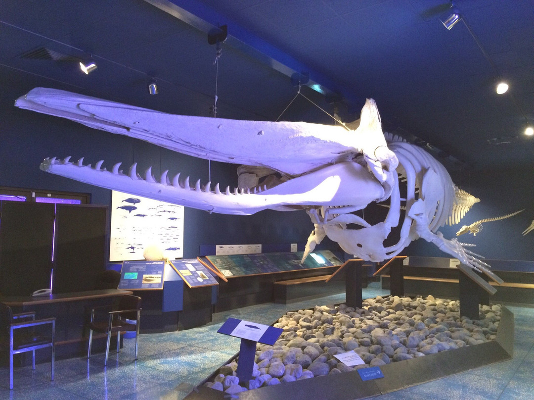 Natural History Museum-马斯喀特必去景点