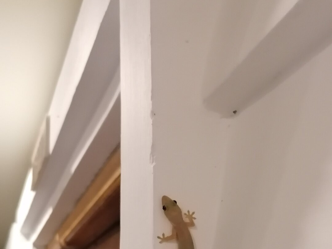 阿杜环礁酒店住宿-Lodger Guest House