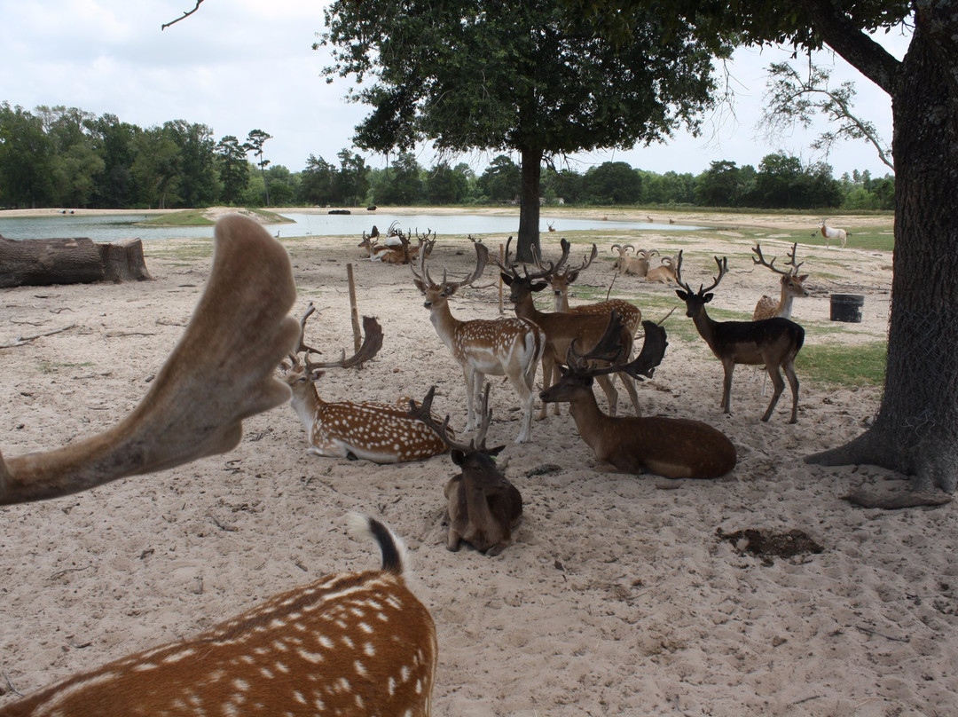 Crockett旅游景点-Grapeland Safari