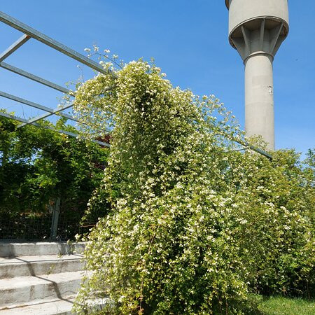 Parco Della Pace景点图片