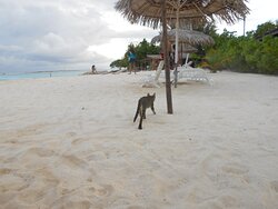 Gurus Maldives-泳池