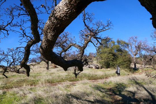 Horseshoe Lake-奇科必去景点