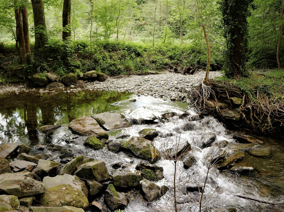 Abergwynant Woods