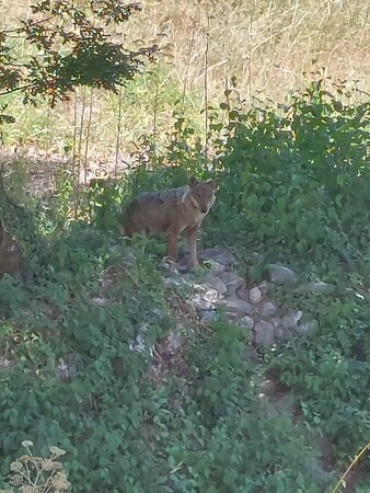 Albergo Ai 4 Camosci主图