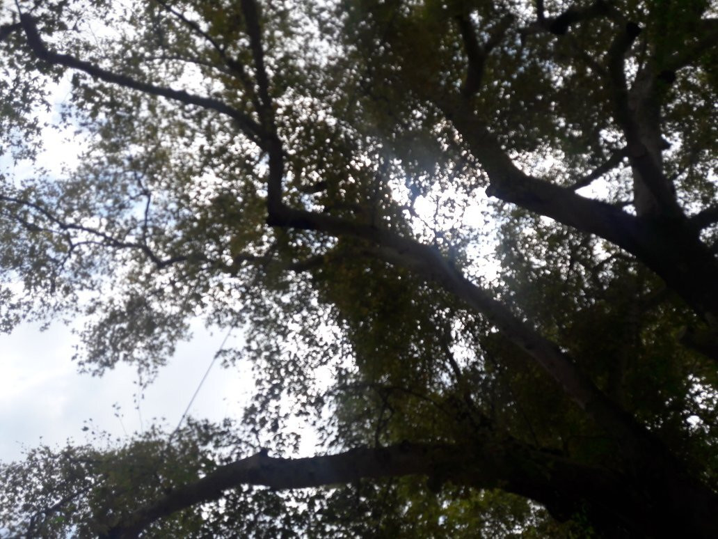 Hidirbey Musa Agaci-安塔基亚必去景点