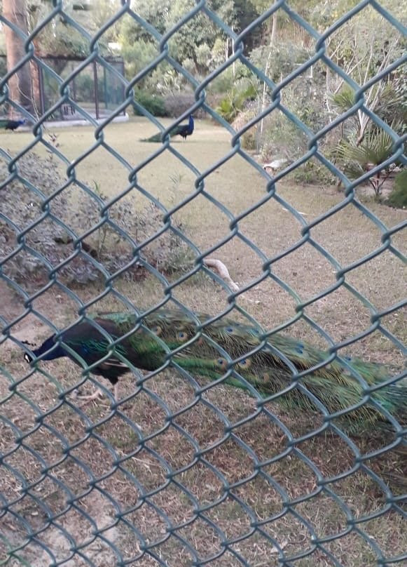 Kuwait Zoo-Kuwait City必去景点