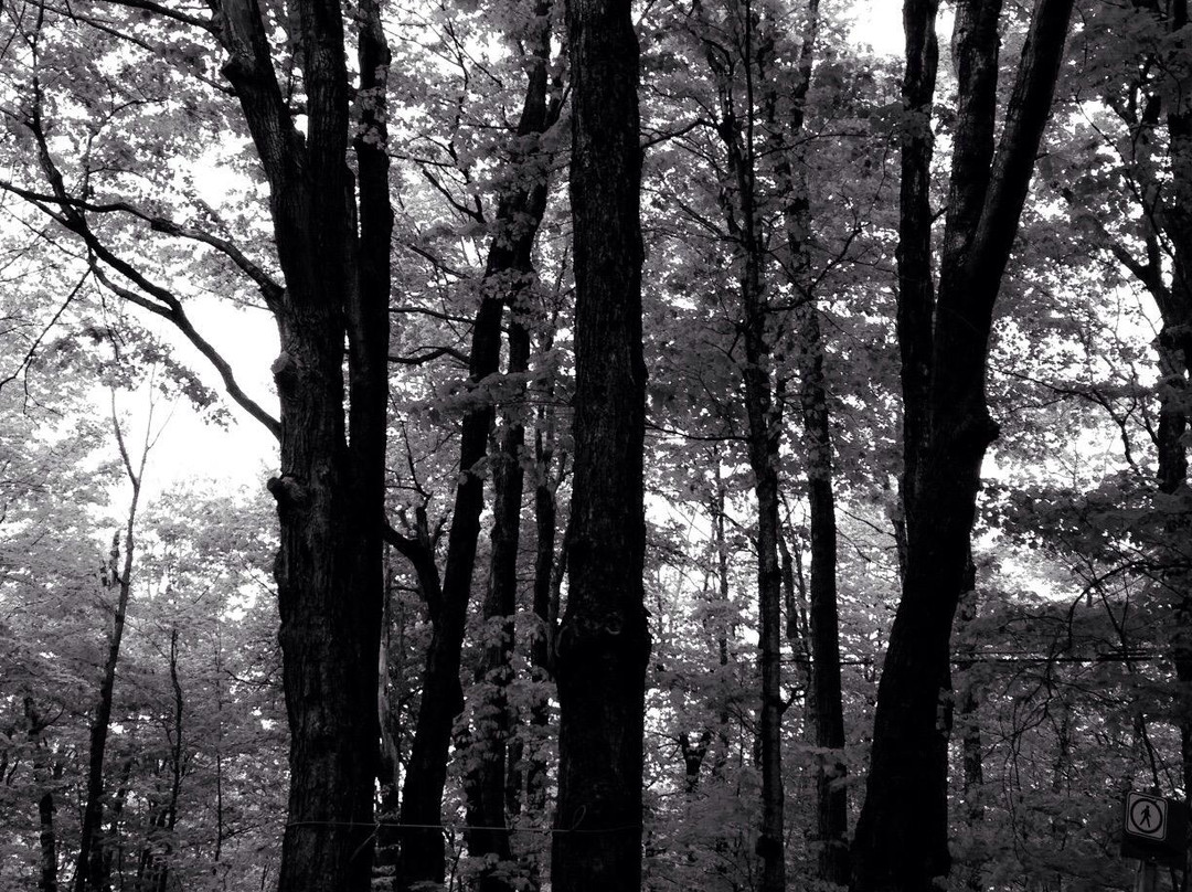 Victoriaville旅游攻略图片