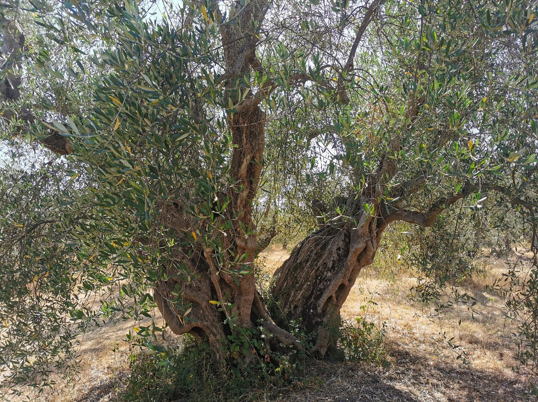 L'Olivastraia Frantoio Stanghellini-马萨马里蒂马必去景点