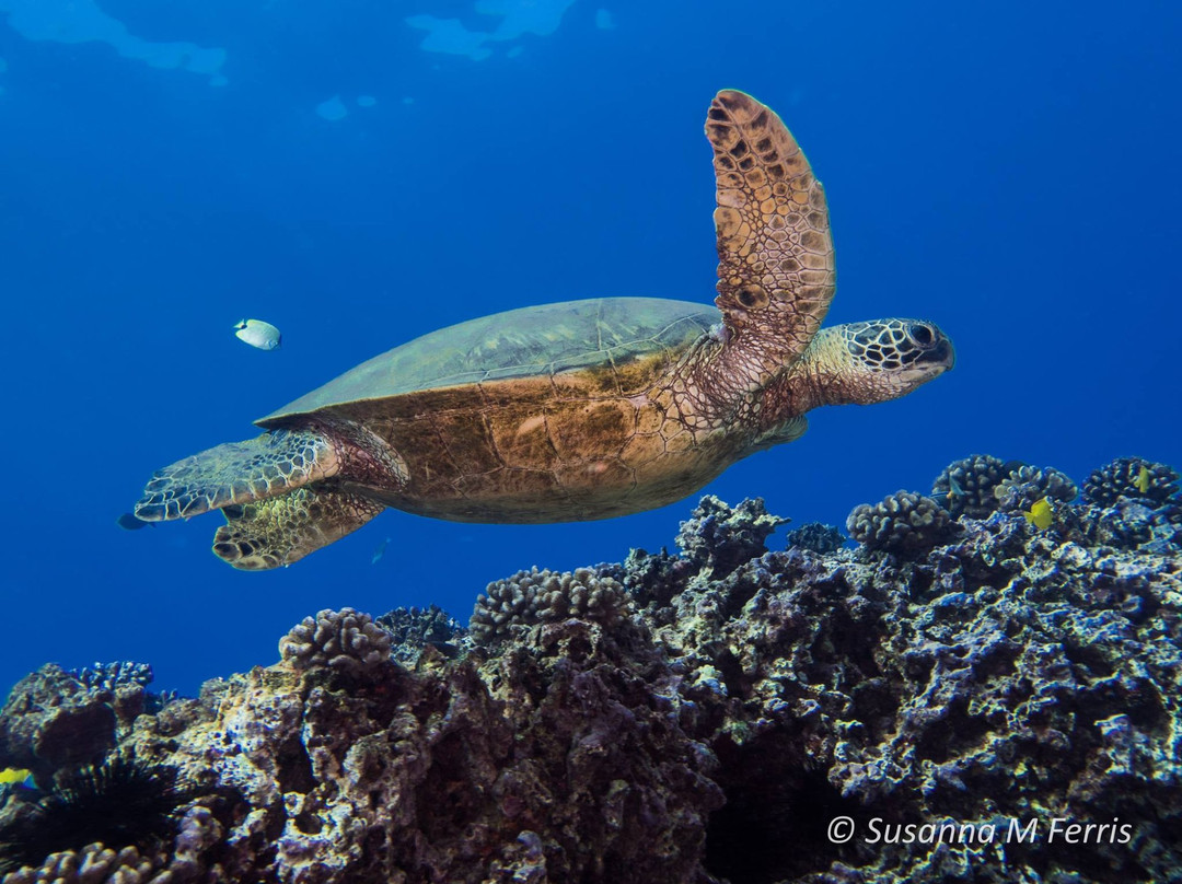 Hawaiian Diving Adventures