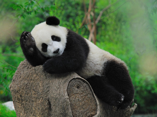 panda volunteering  and photo taking