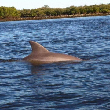 Daytona Beach Kayaking-新士麦那海滩必去景点