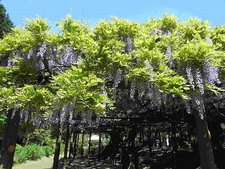 Sainokami no Fuji-福知山市必去景点