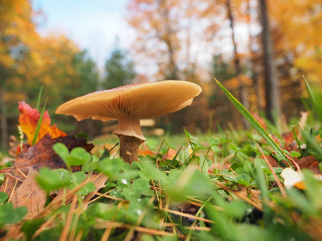 Van Riper State Park-Champion必去景点