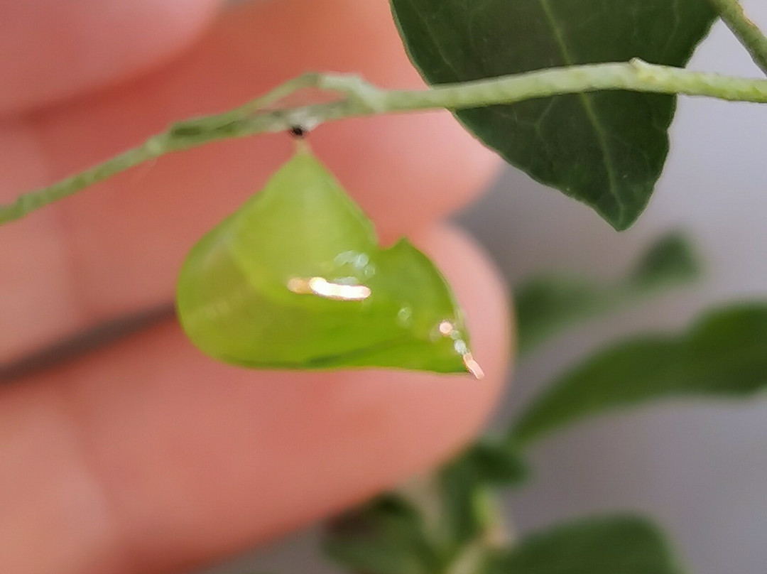 Mariposario Pequeña Doraz-Palmira必去景点