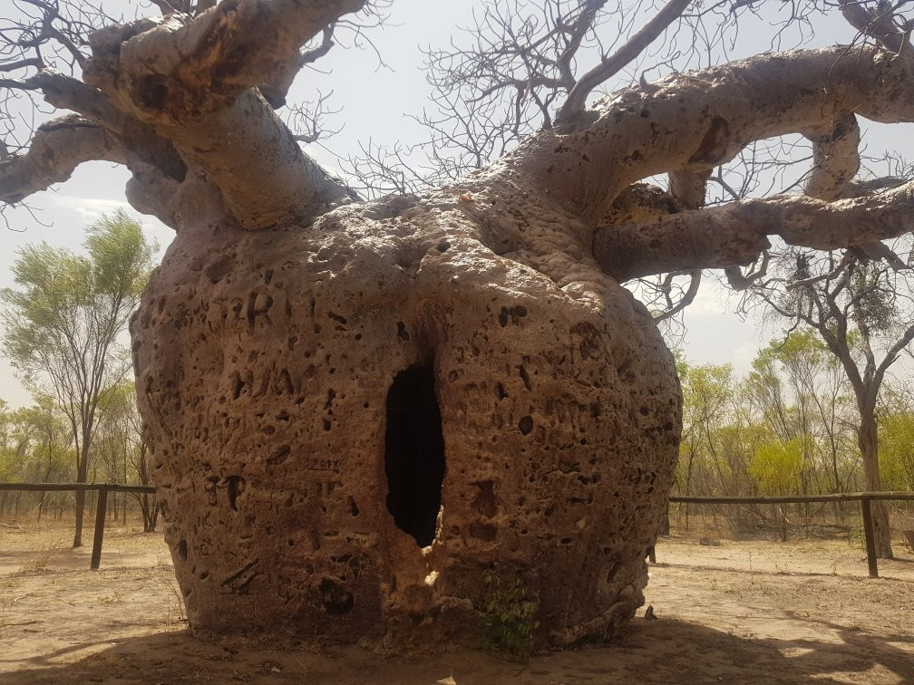 Boab Prison Tree景点图片