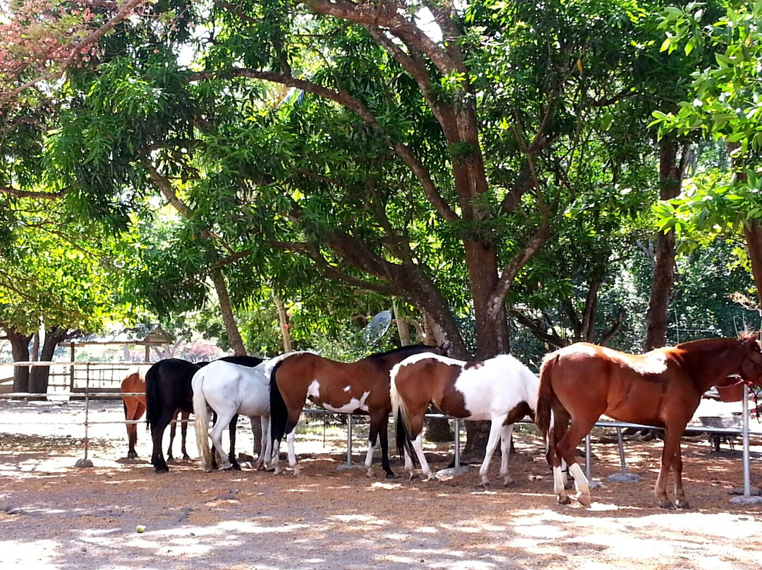 Casagua Horses Tours景点图片