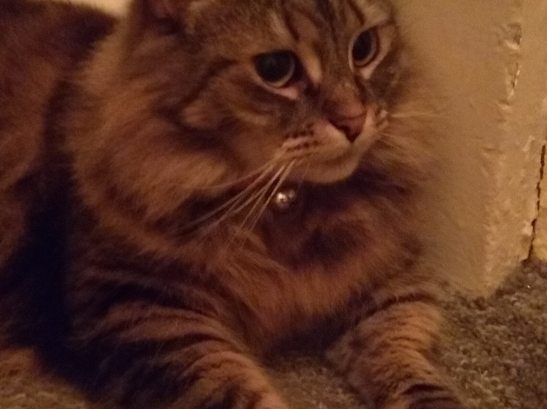 Rodrigues Villa Koki Boner主图