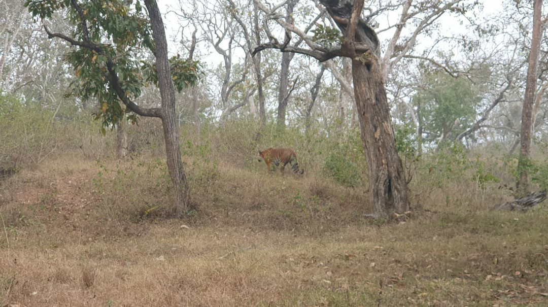 Bandipur National Park and Tiger Reserve景点图片