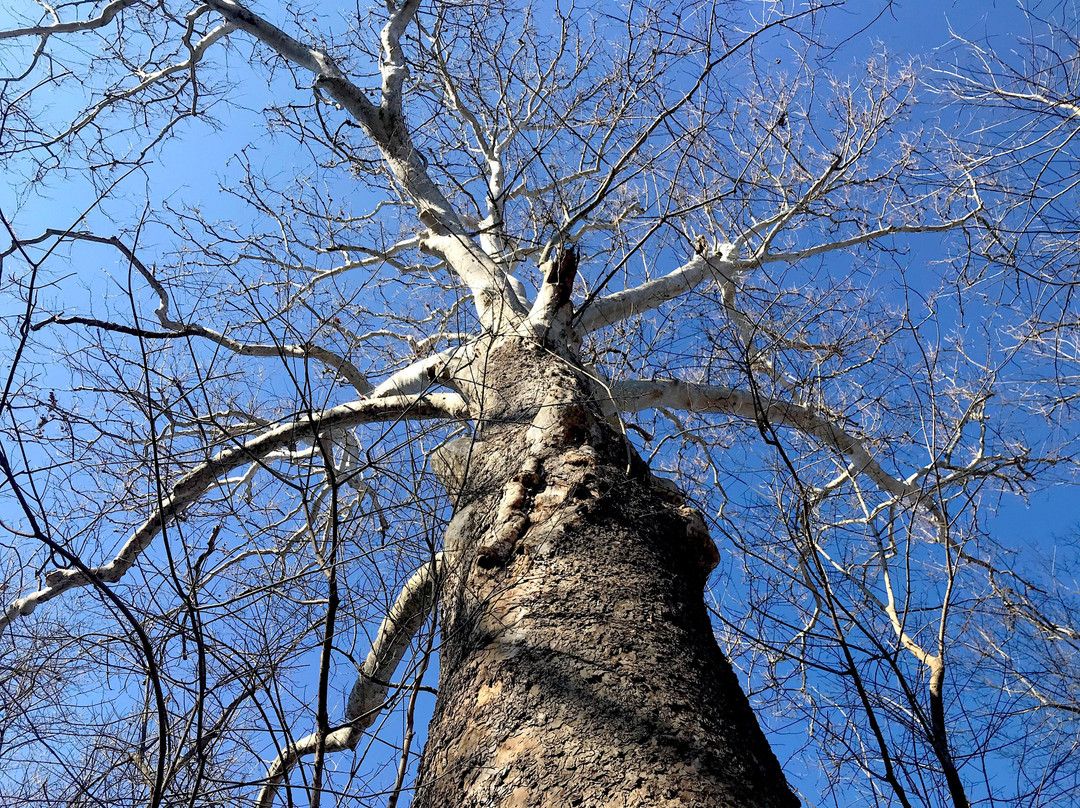 Dickerson Conservation Park景点图片