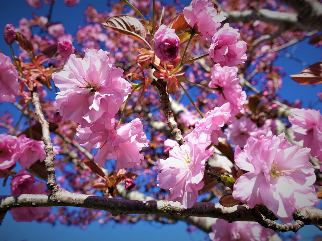 阿斯科特赛马场公园酒店主图