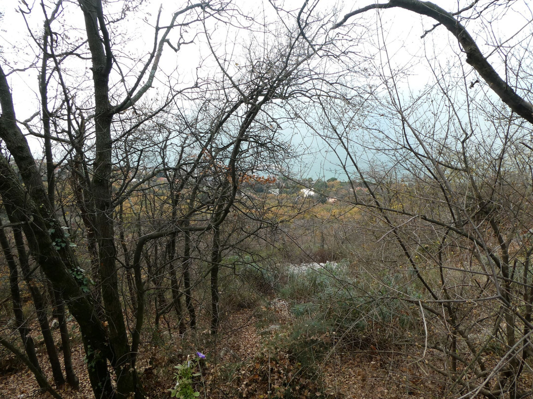 Strada Vicentina景点图片