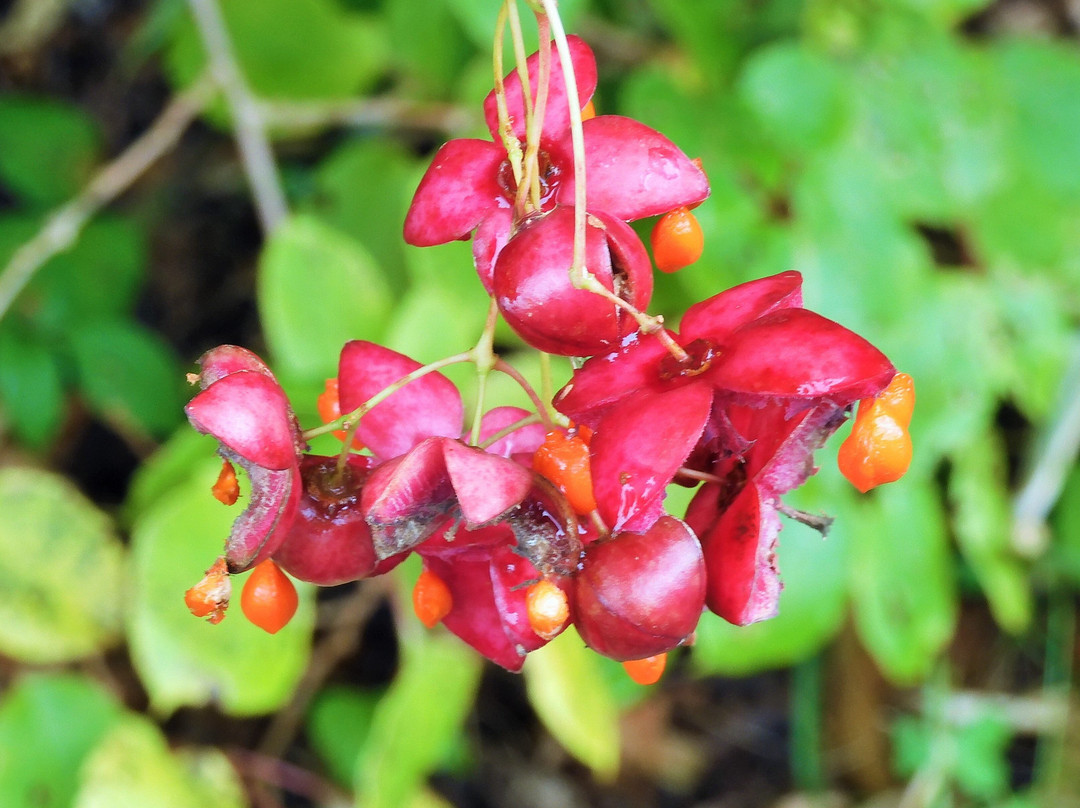 Numaura Observation Deck-利尻富士町必去景点