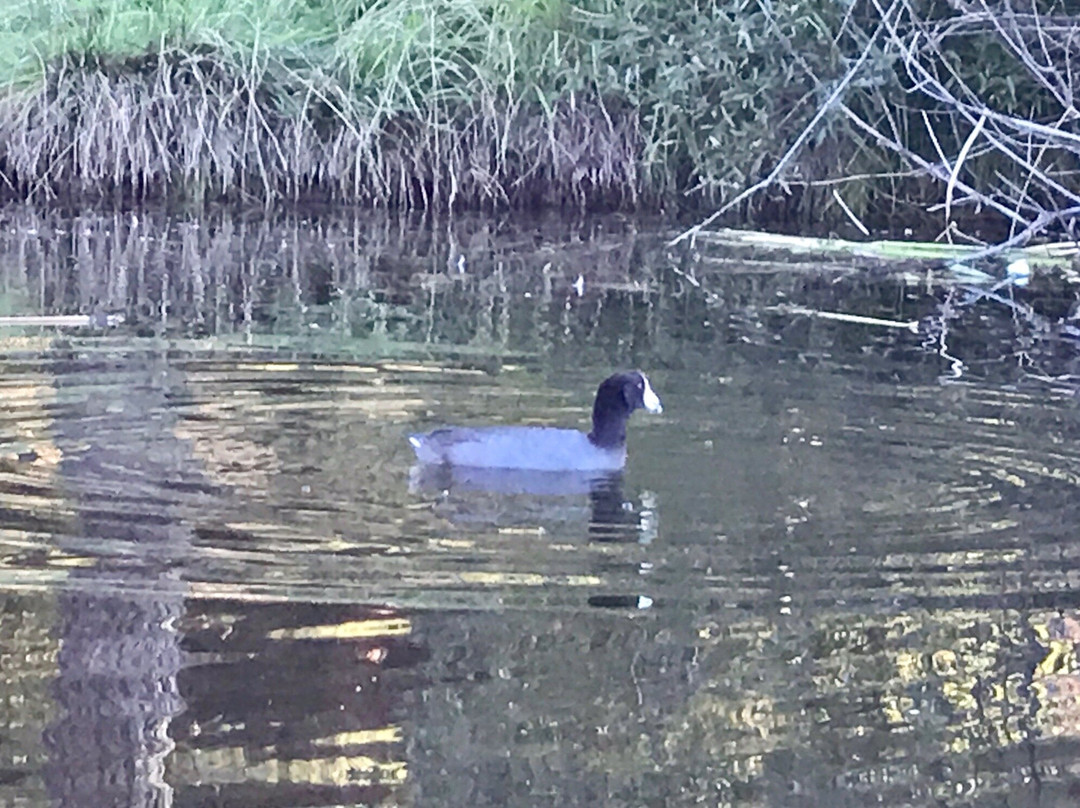 Foothills Park景点图片