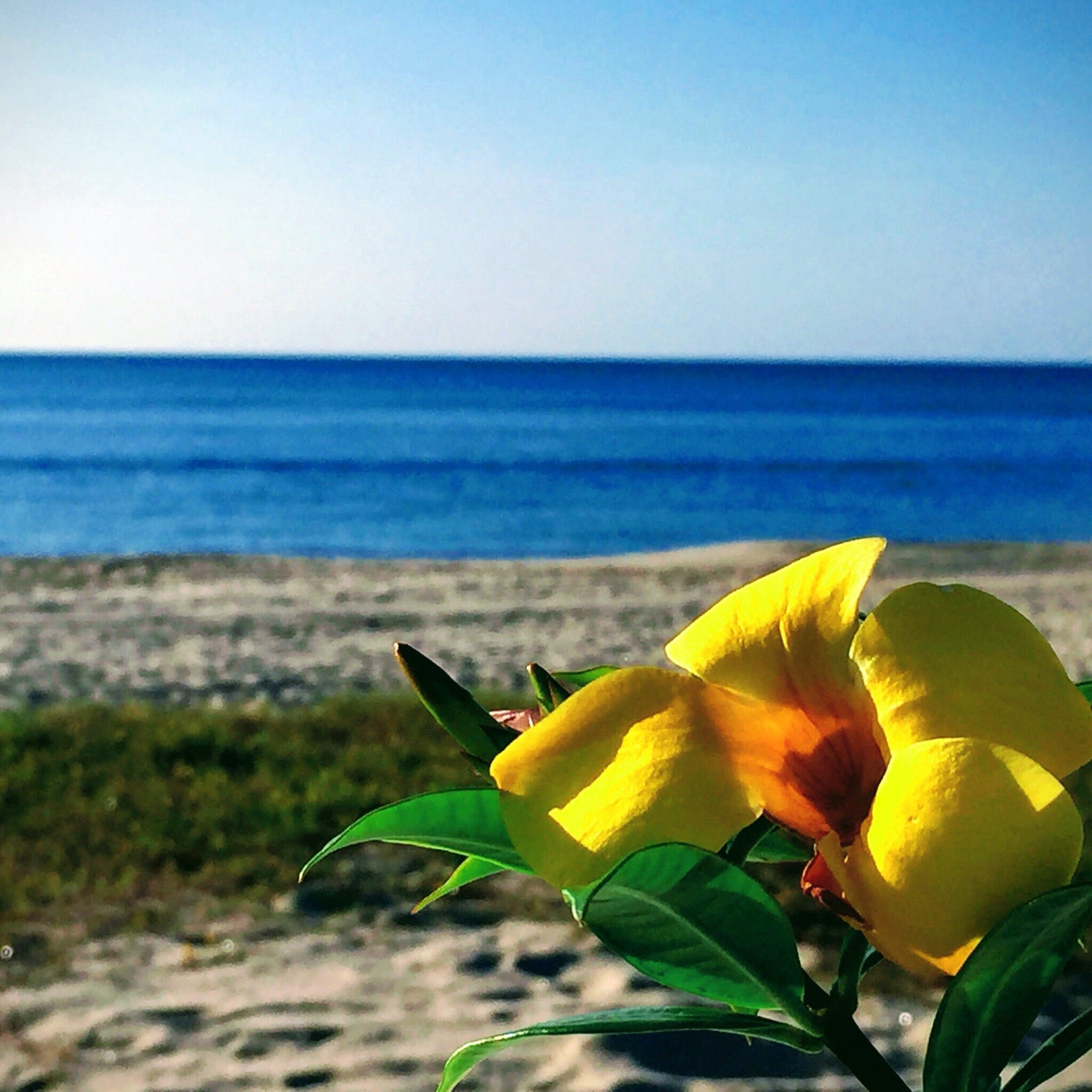 Las Sirenas de Santa Clara-官方