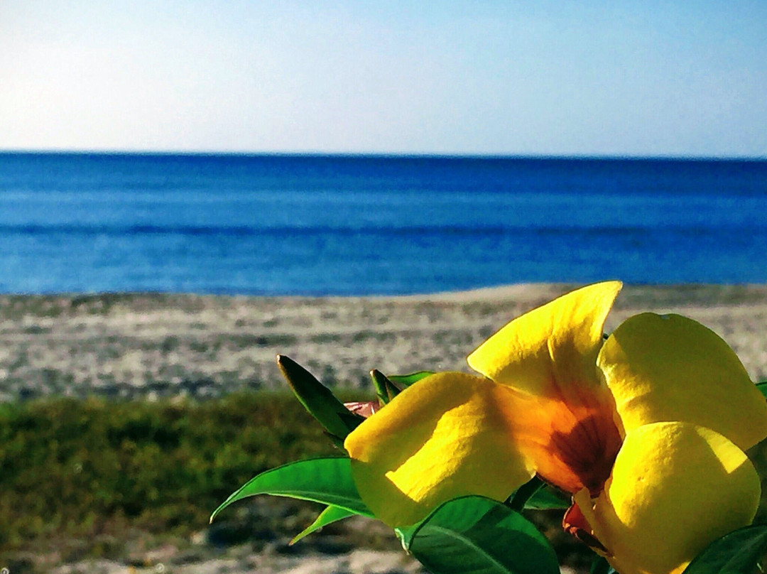 Las Sirenas de Santa Clara主图